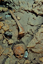 Mayan human skull and bones, possibly result of human sacrifice to the gods that the Maya culture made and then thrown into cenote, pre-Hispanic era, Punta Laguna Cenote, Yucatan peninsula, Mexico
