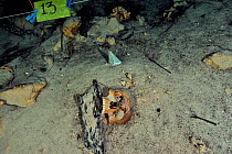 Mayan skull, possibly result of human sacrifice to the gods that the Maya culture made and then threw in cenote, pre-Hispanic era, Punta Laguna Cenote, Yucatan peninsula, Mexico