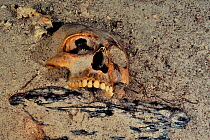 Mayan skull, possibly result of human sacrifice to the gods that the Maya culture made and then threw in cenote, Prehispanic Era, Punta Laguna Cenote, Yucatan peninsula, Mexico