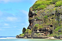Toarutu cliff on the east coast of Rurutu Island, Australs Archipelago, French Polynesia