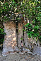 Tourist standing at base of  enormous Baobab tree  (Adansonia sp) on the beach of Ngouja, Mayotte, Indian Ocean 2010