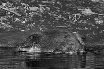 Eurasian beaver (Castor fiber) pair grooming one another at night as one of their kits swims nearby , River Otter, Devon, UK, July. Part of Devon Wildlife Trust's Devon Beaver Trial.