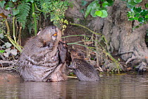 Eurasian beaver (Castor fiber) female grooming on the margins of the River Otter as one of its kits demands attention, Devon, UK, July. Part of Devon Wildlife Trust's Devon Beaver Trial.