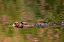 Young Eurasian beaver (Castor fiber) kit swimming , River Otter near its lodge with Himalayan balsam flowers (Impatiens glandulifera) reflected in the water around it, Devon, UK, July. Part of Devon W...