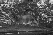 Eurasian beaver (Castor fiber) mother resting on the banks of the River Otter at night as one of her five kits climbs onto her back, Devon, UK, July. Part of Devon Wildlife Trust's Devon Beaver Trial.