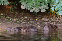 Eurasian beaver (Castor fiber) mother and three of her kits eating stems and leaves of Common hogweed (Heracleum sphondylium) which she has cut. On the margins of the River Otter alongside the father,...