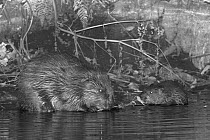 Eurasian beaver (Castor fiber) male nibbling a willow twig alongside one of his five kits at night , River Otter, Devon, UK, July. Part of Devon Wildlife Trust's Devon Beaver Trial.
