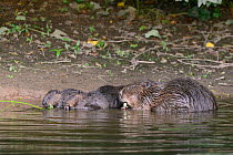 Eurasian beaver (Castor fiber) mother and three of her kits eating stems and leaves of Common hogweed (Heracleum sphondylium) she has cut on the margins of the River Otter, Devon, UK, July. Part of De...