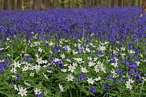 Bluebells (Hyacinthoides non-sripta) with Wood anemone (Anemone nemorosa) flowering in beech forest, Hallerbos,  Vlaams-Brabant, Belgium, April.