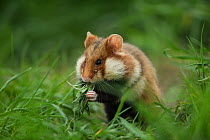 European hamster (Cricetus cricetus) feeding in grass, Vienna, Austria.