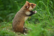 European hamster (Cricetus cricetus), standing  in grass,  Vienna, Austria.
