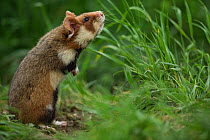European hamster (Cricetus cricetus), standing  in grass,  Vienna, Austria.