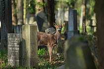 Roe deer (Capreolus capreolus), between gravestones in cemetary, Vienna, Austria, April.