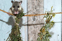 Edible dormouse (Glis glis), feeding on dried herbs, captive