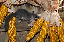 Edible dormouse (Glis glis), climbing on maize cobs hanging to dry, captive