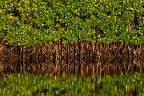 Red mangrove (Rhizophora mangle), Everglades National Park, Florida, USA, January.