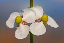 Arrowhead (Sagittaria latifolia) flower, Everglades, Florida, USA, January.