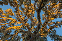 Spanish moss (Tillandsia usneoides) hanging from Oak tree, Crystal River, Florida, USA, January.