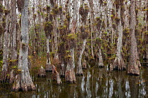 Bald cypress (Taxodium distichum) trees in swamp with lots of epiphytes growing on bark, Everglades National Park, Florida, USA, January 2015.