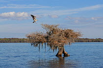 Osprey (Pandion haliaetus) landing on nest, Blue Cypress Lake, Florida, USA, January.