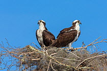 Osprey (Pandion haliaetus) pair at nest, Blue Cypress Lake, Florida, USA, January.