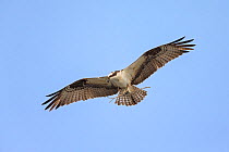 Osprey (Pandion haliaetus) carrying stick to build nest, Sanibel Island, Florida, USA, January.