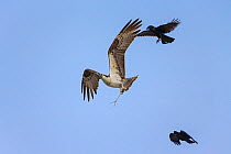 Osprey (Pandion haliaetus) carrying stick to build nest and mobbed by American Crow (Corvus brachyrhynchos), Sanibel Island, Florida, USA, January.