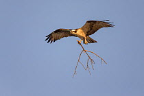 Osprey (Pandion haliaetus) carrying branch to build nest, Sanibel Island, Florida, USA, January.