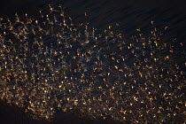 Blue-winged Teal (Anas discors) flock taking flight, aerial, Everglades National Park, Florida, USA, January.