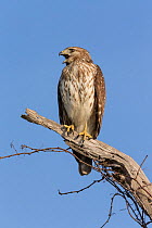 Red-shouldered Hawk (Buteo lineatus) calling, Florida, USA, January.