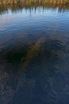 American alligator (Alligator mississippiensis) diving, Everglades, USA, January.