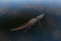American alligator (Alligator mississippiensis) in water, high angle view. Everglades, USA, January.