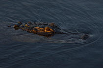 American alligator (Alligator mississippiensis) in water, high angle view. Everglades, USA, January.
