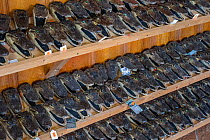 American alligator (Alligator mississippiensis) heads from young Alligators for sale at Alligator Farm, Everglades, USA, January.