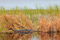 American alligator (Alligator mississippiensis) sunbathing on water bank, Everglades, USA, January.