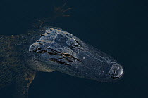American alligator (Alligator mississippiensis), seen from above, Everglades, USA, January.