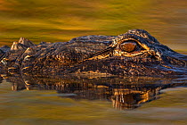 American alligator (Alligator mississippiensis) detail of eye, Everglades, USA, January.