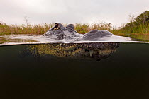 American alligator (Alligator mississippiensis) split level, Everglades, USA, January.