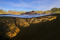 American alligator (Alligator mississippiensis) split level, Everglades, USA, January.