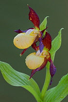 Lady slipper orchid (Cypripedium calceolus) flowering, Germany, May.
