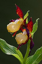 Lady's-slipper orchid (Cypripedium calceolus) flowering, Germany, May.