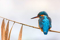 Common kingfisher (Alcedo atthis) female perched on reed stem , Hessen, Germany, December.