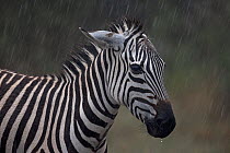 Zebra (Equus quagga) portrait, ears back standing in the rain, Masai Mara Game Reserve, Kenya