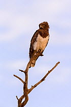 Black-chested snake eagle (Circaetus pectoralis) adult perched in tree, Masai Mara Game Reserve, Kenya