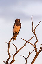 Black-chested Snake Eagle (Circaetus pectoralis) adult perched in tree, Masai Mara Game Reserve, Kenya