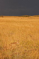 Serval (Leptailurus serval) walking through open plain, Masai Mara Game Reserve, Kenya