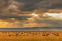 Topi (Damaliscus lunatus) herd grazing in plains landscape with rays of sunlight, Masai Mara Game Reserve, Kenya