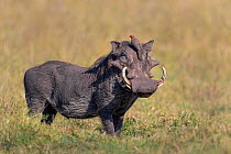 Cape Warthog (Phacochoerus aethiopicus) adult male / with Yellow-billed Oxpecker (Buphagus africanus) adult sitting on head and calling, Masai Mara National Reserve, Kenya