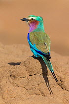 Lilac-breasted Roller (Coracias caudata) perched on termite mound, looking for insects, Masai Mara National Reserve, Kenya