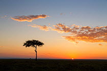 Sunrise in the Masai Mara National Reserve, with Whistling Thorn (Acacia drepanolobium) tree in picture, Kenya